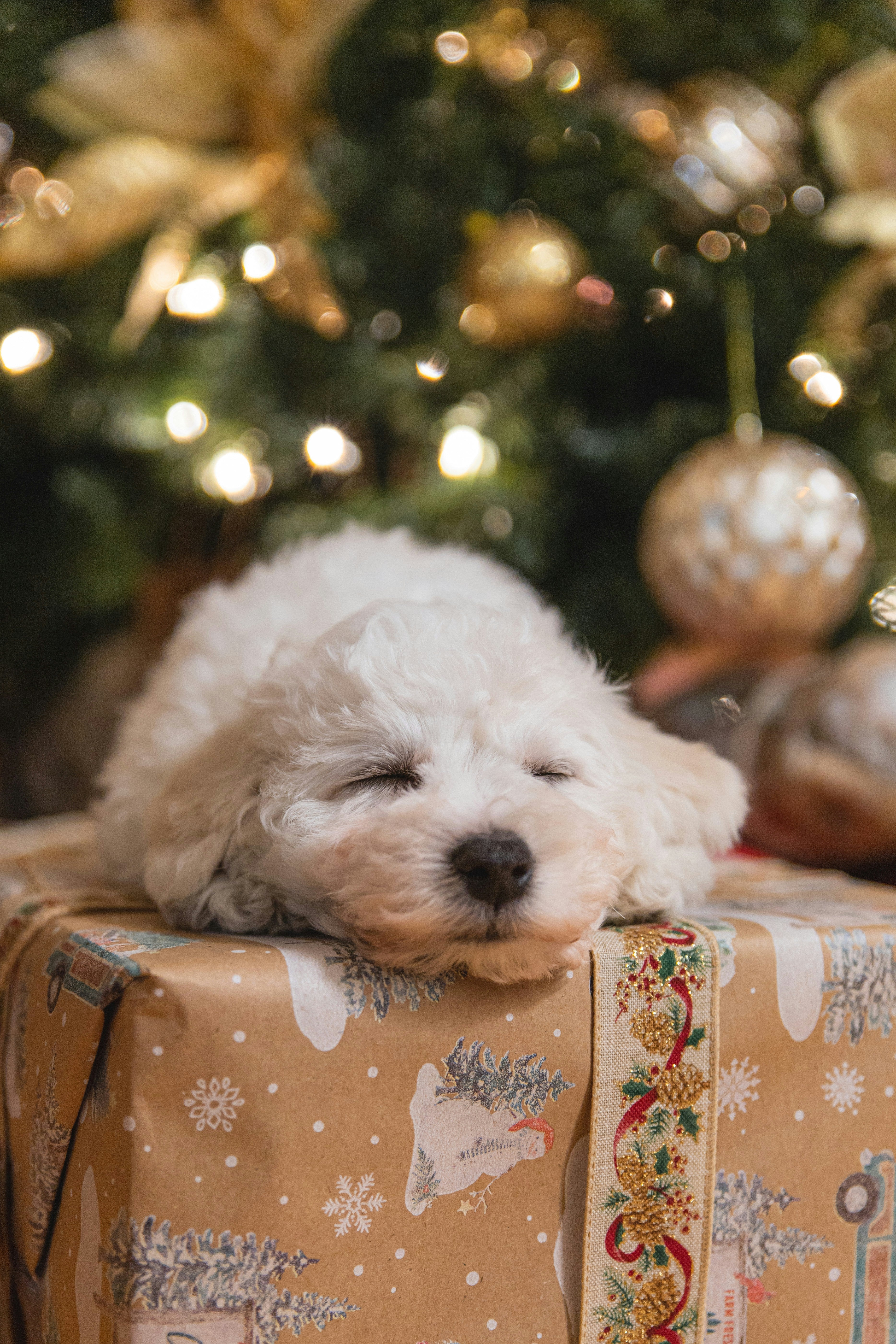 a christmas tree background with a cute dog resting on a christmas parcel