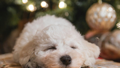 a christmas tree background with a cute dog resting on a christmas parcel