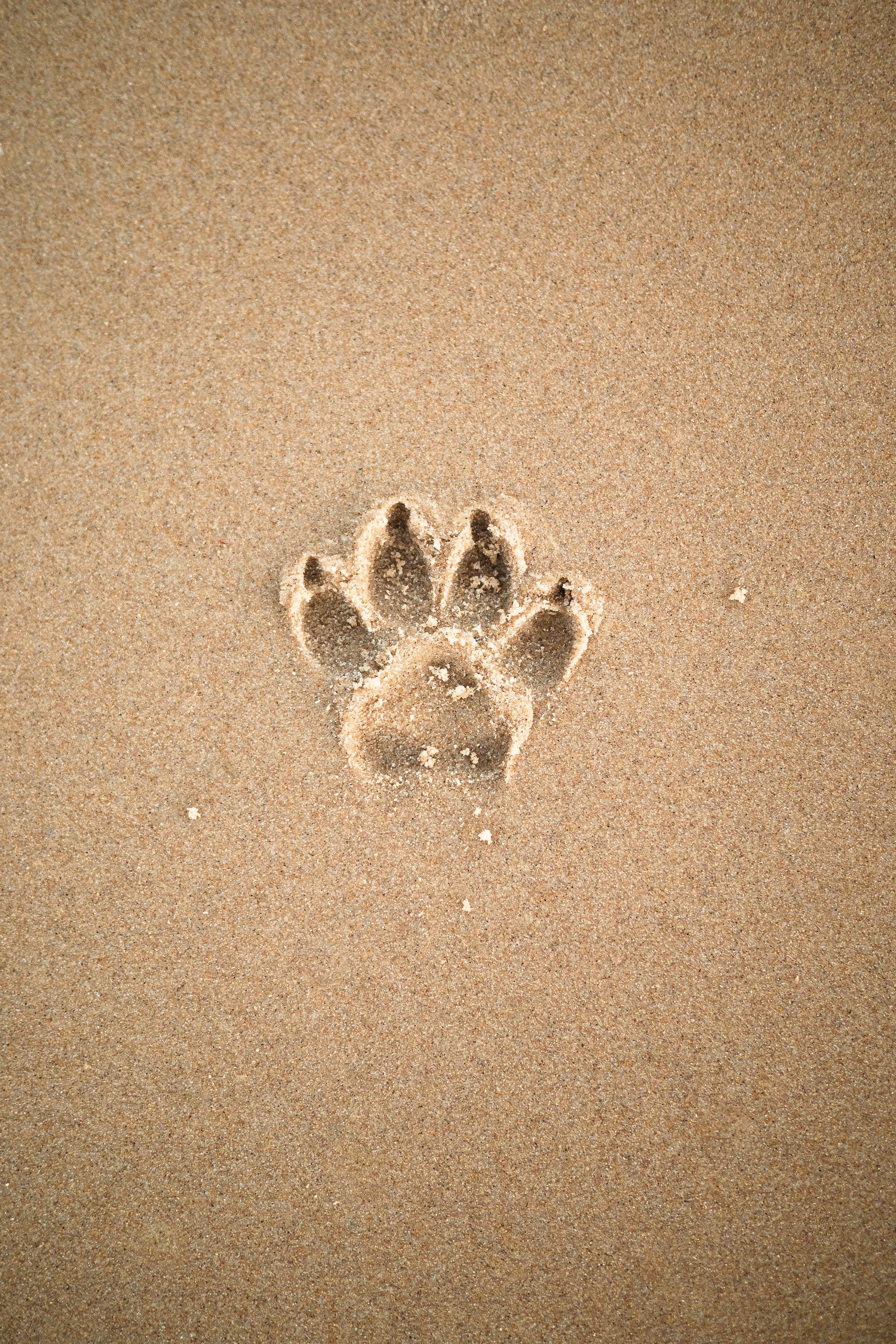 a sandy beach with a dogs paw print indented in the centre
