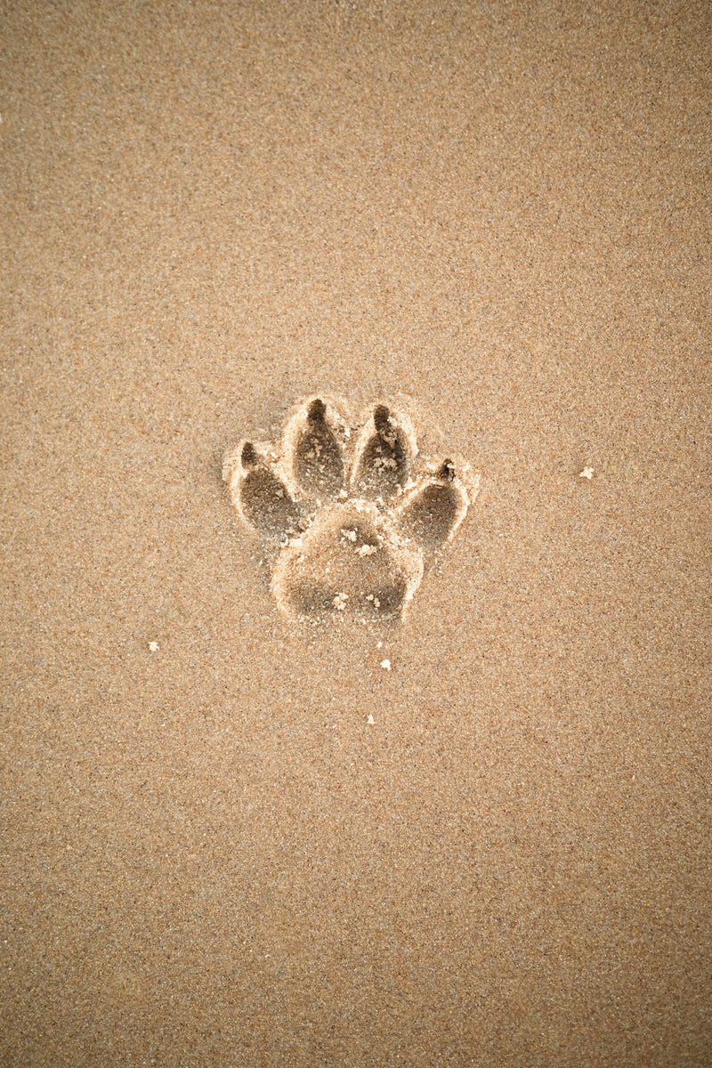 a sandy beach with a dogs paw print indented in the centre