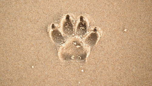 a sandy beach with a dogs paw print indented in the centre