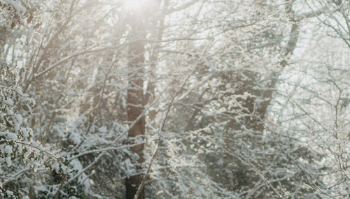 a winter woodland scene with the sun shining through the trees and two sisters walking away from the shot