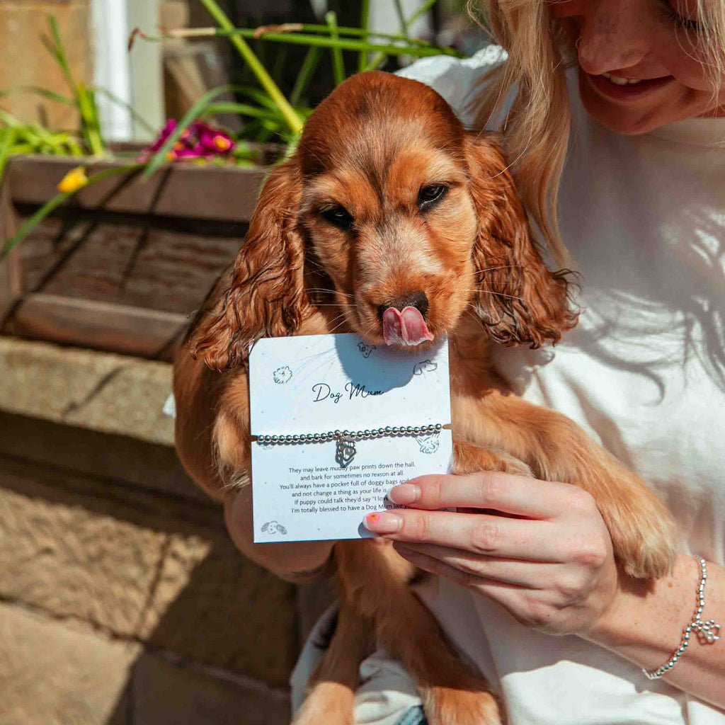 Woman holding a dog in the sunshine with a dog mum gift in front of a window, the bracelet is a silver-plated charm bracelet with a cute dog paw.